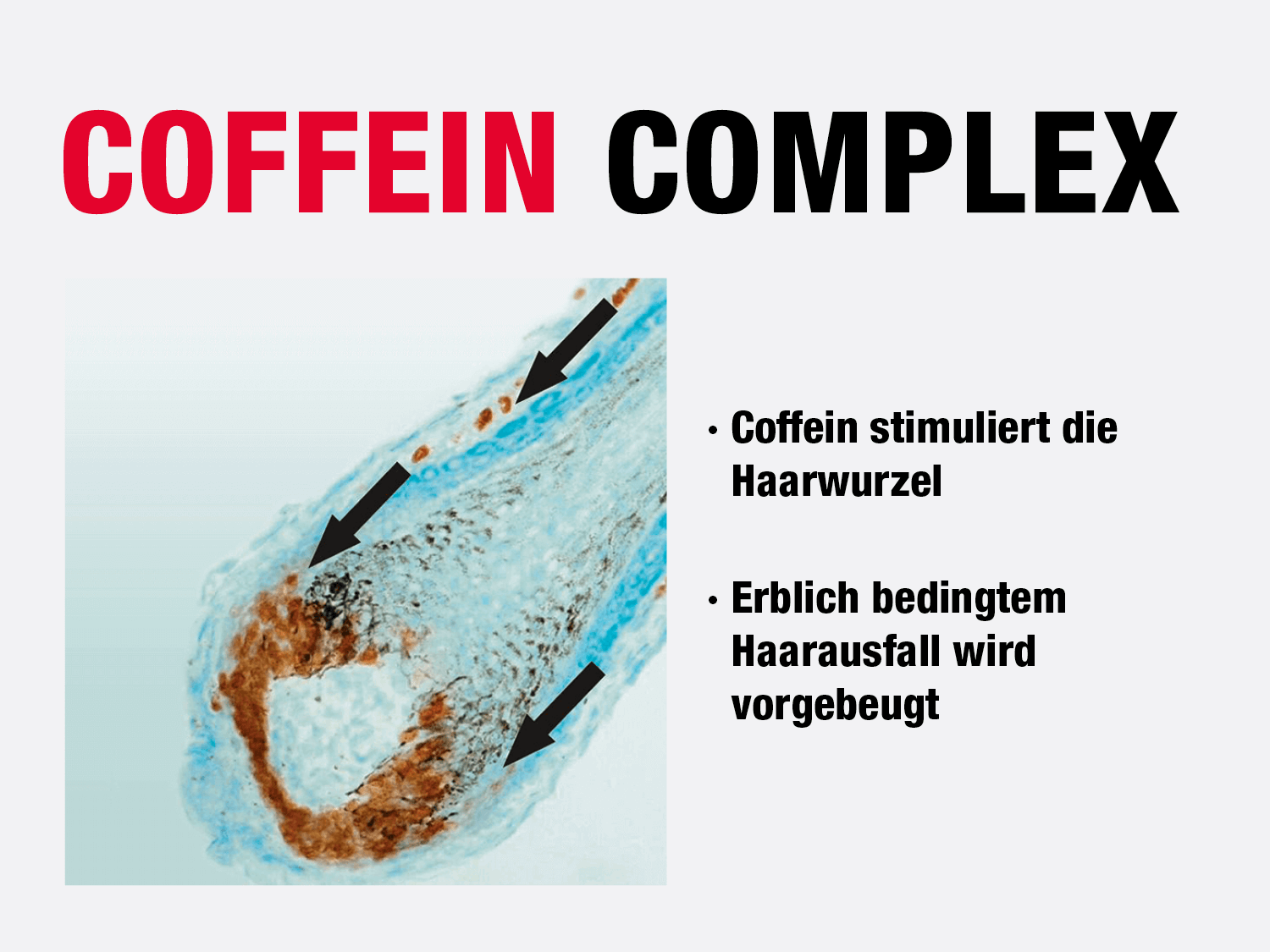 Illustration des Coffein-Complex mit einer mikroskopischen Darstellung einer Haarwurzel. Schwarze Pfeile zeigen auf Bereiche, in denen Coffein wirkt. Oben steht in großer, rot-schwarzer Schrift COFFEIN COMPLEX. Rechts daneben stehen zwei Stichpunkte: Coffein stimuliert die Haarwurzel und Erblich bedingtem Haarausfall wird vorgebeugt.