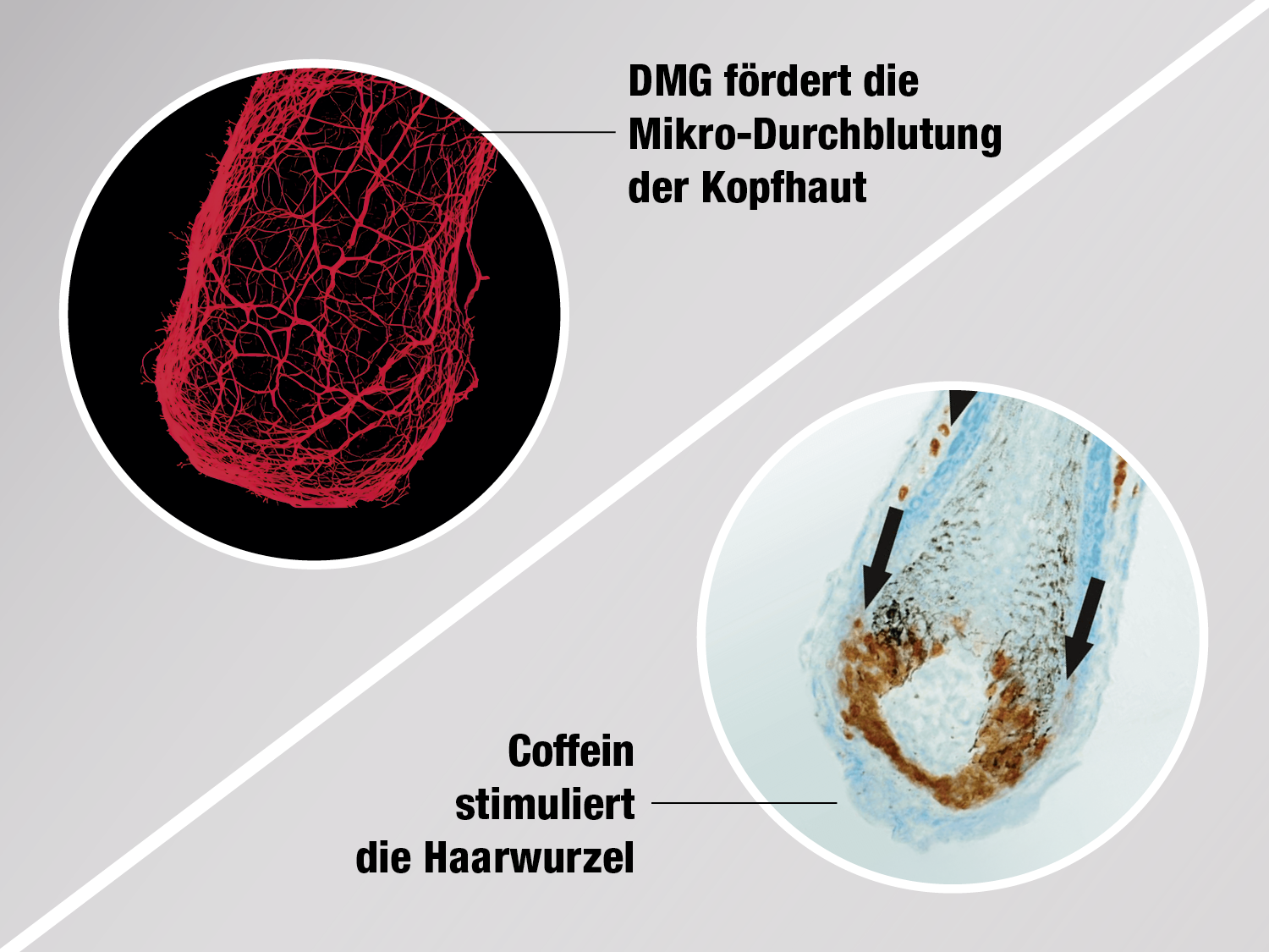Grafik mit zwei kreisförmigen Darstellungen vor grauem Hintergrund. Links Mikroskopaufnahme der Kopfhautstruktur in Rottönen mit Text ‚DMG fördert die Mikro-Durchblutung der Kopfhaut‘. Rechts Mikroskopaufnahme eines Haarschafts in Blau- und Brauntönen mit Pfeilen und Text ‚Coffein stimuliert die Haarwurzel‘.