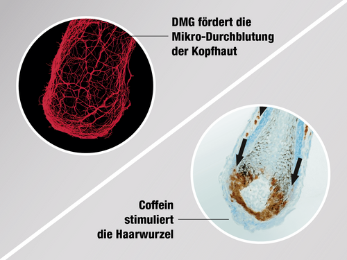 Grafik mit zwei kreisförmigen Darstellungen vor grauem Hintergrund. Links Mikroskopaufnahme der Kopfhautstruktur in Rottönen mit Text ‚DMG fördert die Mikro-Durchblutung der Kopfhaut‘. Rechts Mikroskopaufnahme eines Haarschafts in Blau- und Brauntönen mit Pfeilen und Text ‚Coffein stimuliert die Haarwurzel‘.
